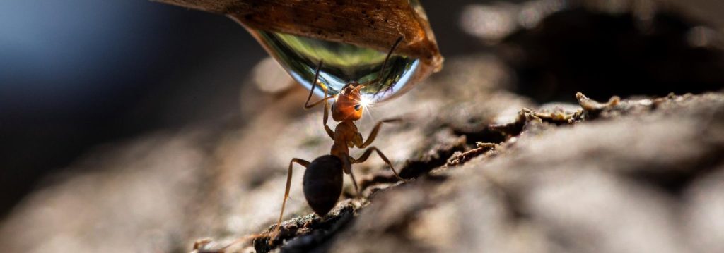 Concorso Nazionale Obiettivo Acqua 2022 - la foto edizione 2021 è del vincitore Pietro Munari, che è riuscito ad immortalare una formica che si abbevera ad una goccia d’acqua.